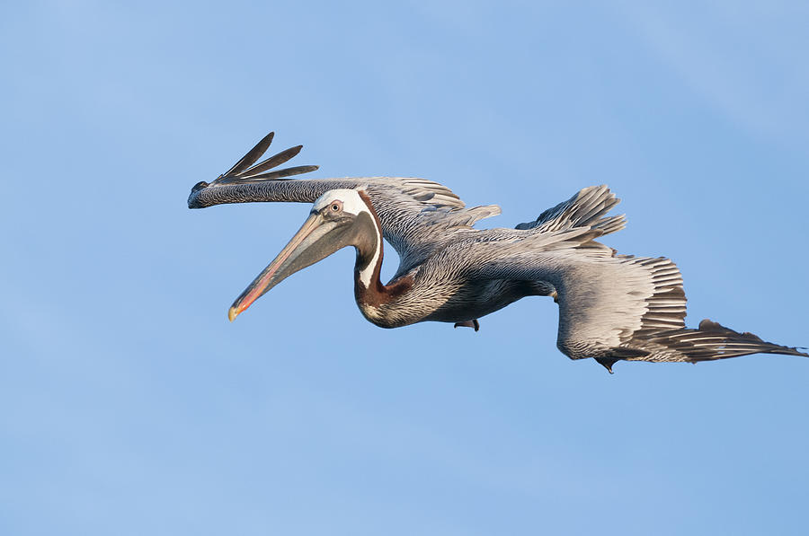 Brown Pelican Flying Galapagos Photograph by Tui De Roy