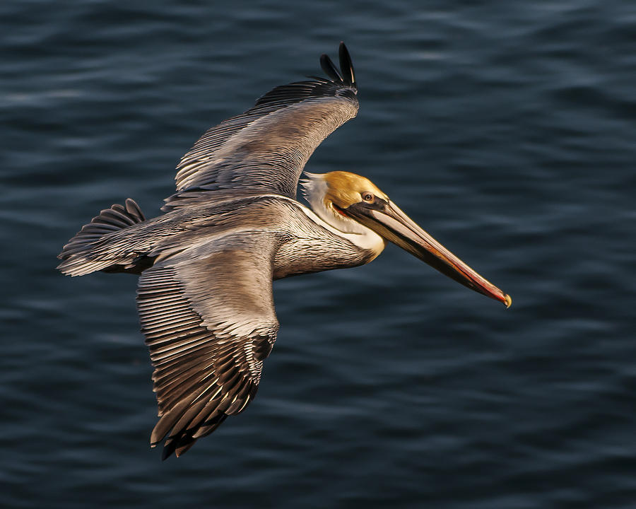 Brown Pelican Flying Photograph by Lee Kirchhevel
