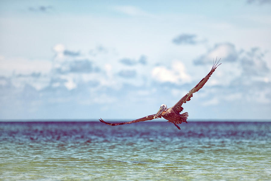 Brown Pelican Flying Over Gulf Of Mexico Photograph by Rebecca Nelson