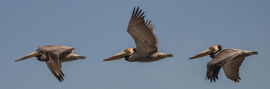 Brown Pelican Flying Panorama 2 Photograph by Lee Kirchhevel