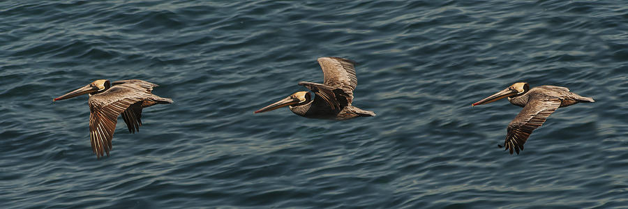 Brown Pelican Flying Panorama Photograph by Lee Kirchhevel