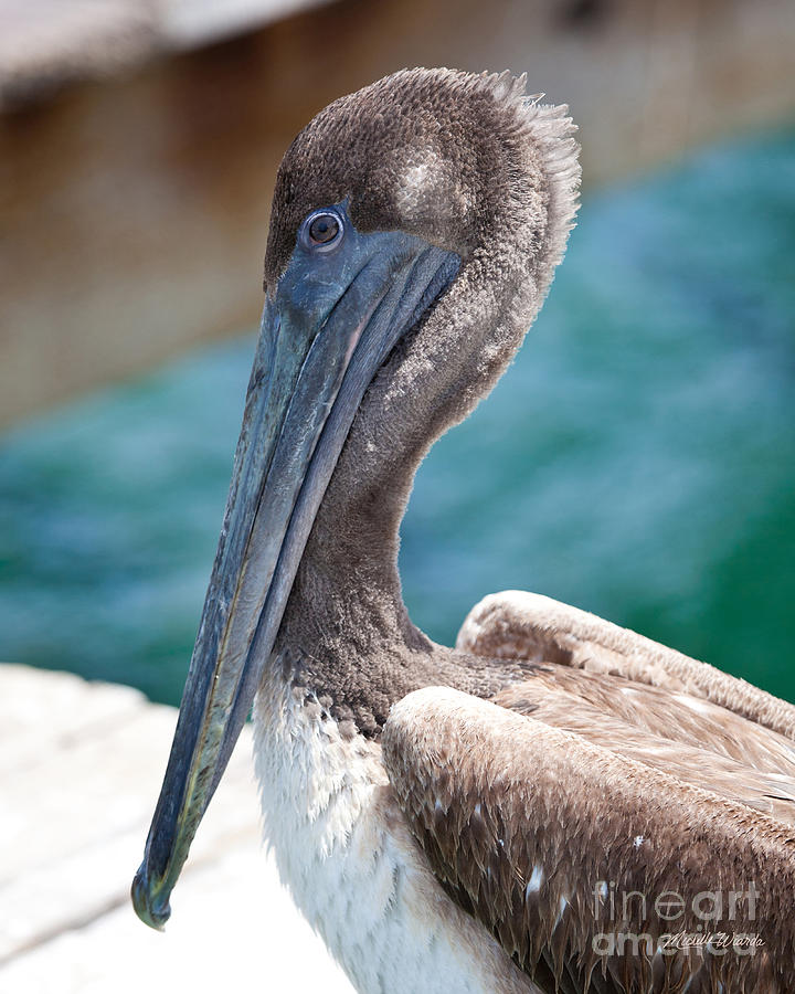 Pelican Photograph - Brown Pelican Friend II by Michelle Constantine
