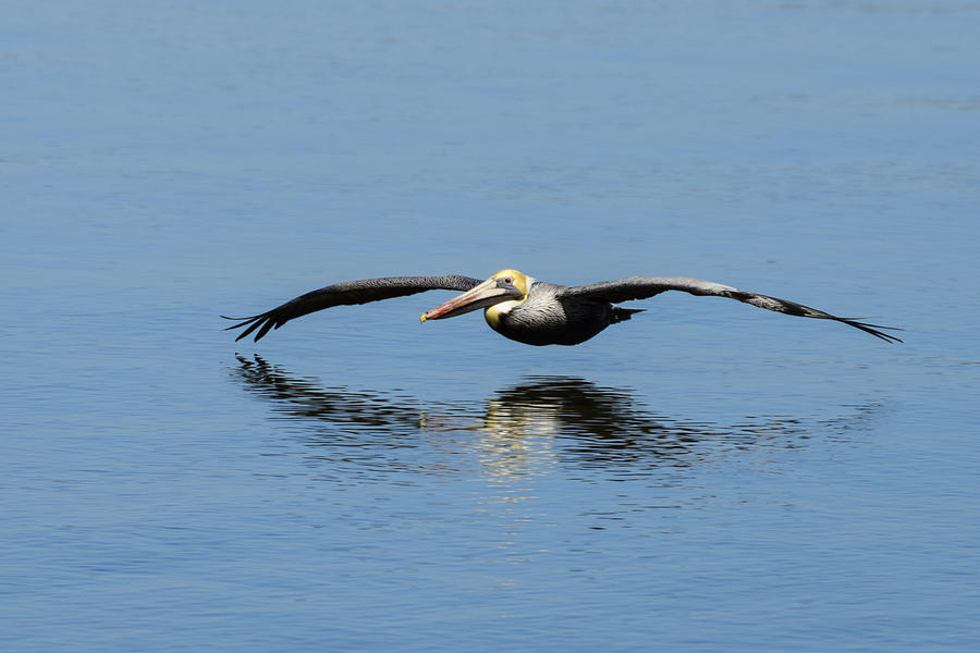 Nature Photograph - Brown Pelican Gliding over Open Water by Steve Samples