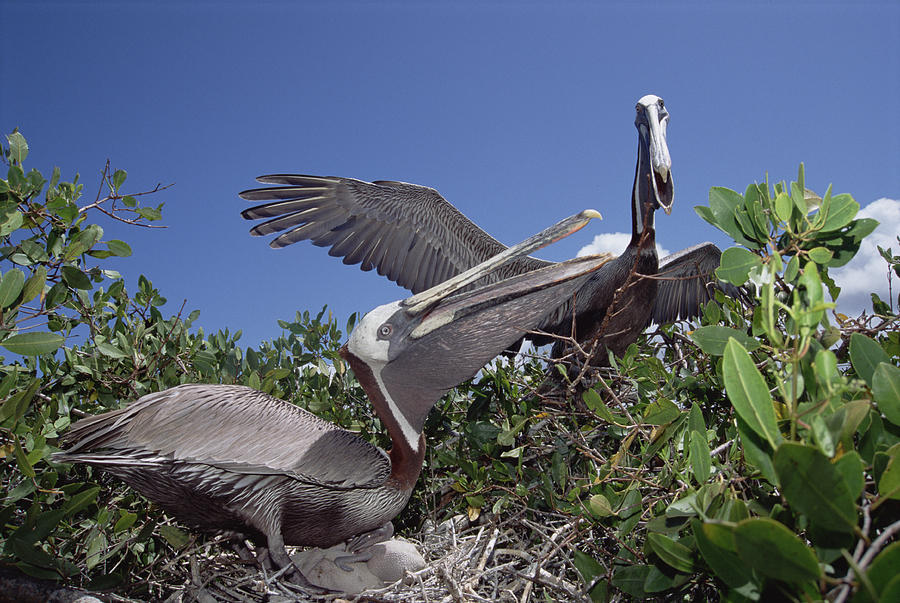 Brown Pelican Greeting Display Photograph by Tui De Roy