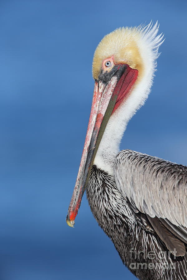 Brown pelican head shot Photograph by Bryan Keil