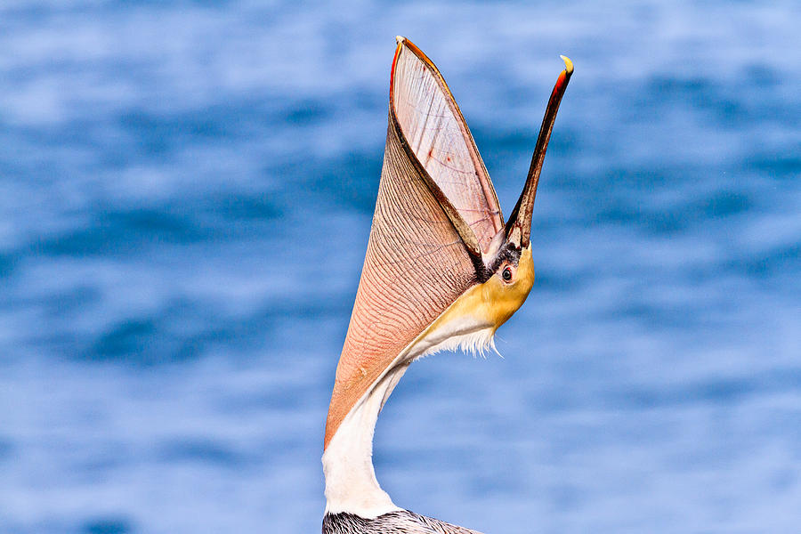 Brown Pelican - Head Throw Photograph by Ben Graham