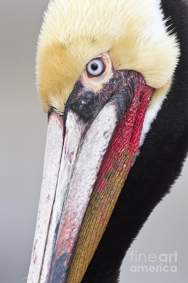 Pelican Photograph - Brown Pelican headshot by Bryan Keil