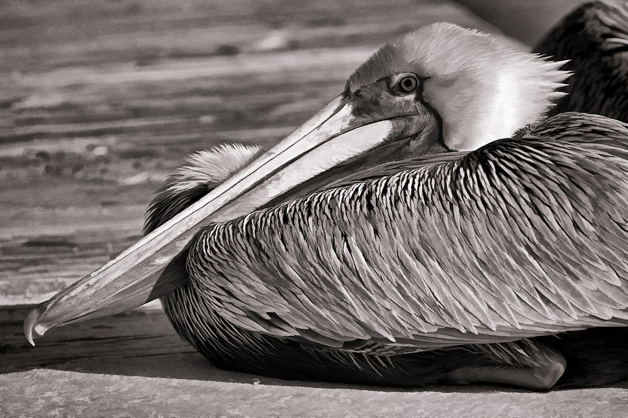 Brown Pelican Photograph by HH Photography of Florida