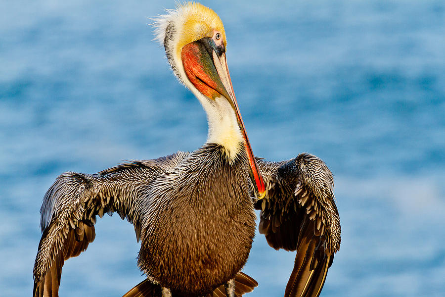 Brown Pelican in a Pose Photograph by Ben Graham