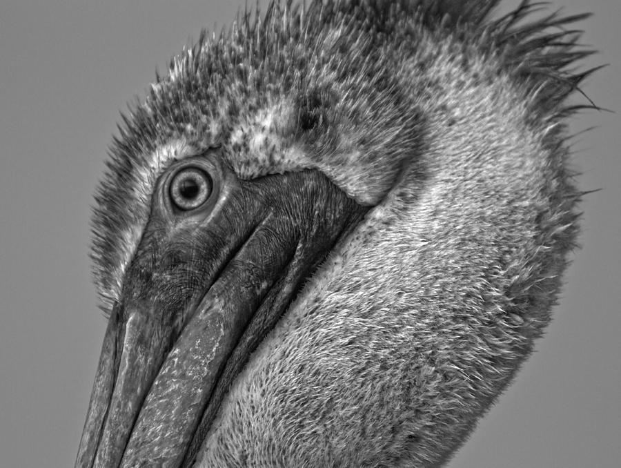 Pelican Photograph - Brown Pelican in Black and White by Betsy Knapp