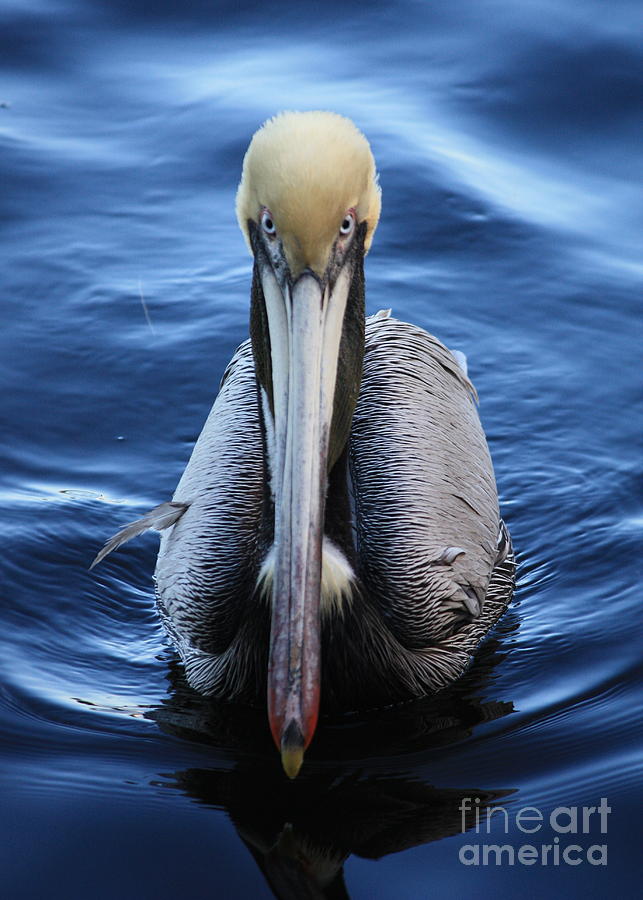 Brown Pelican in Blue Water Photograph by Carol Groenen