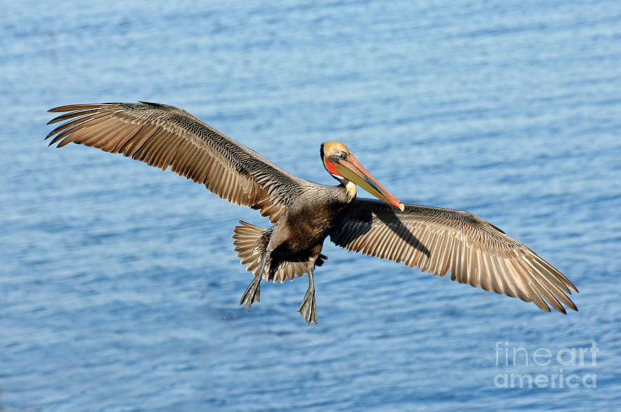 Brown Pelican In Flight Photograph by Anthony Mercieca