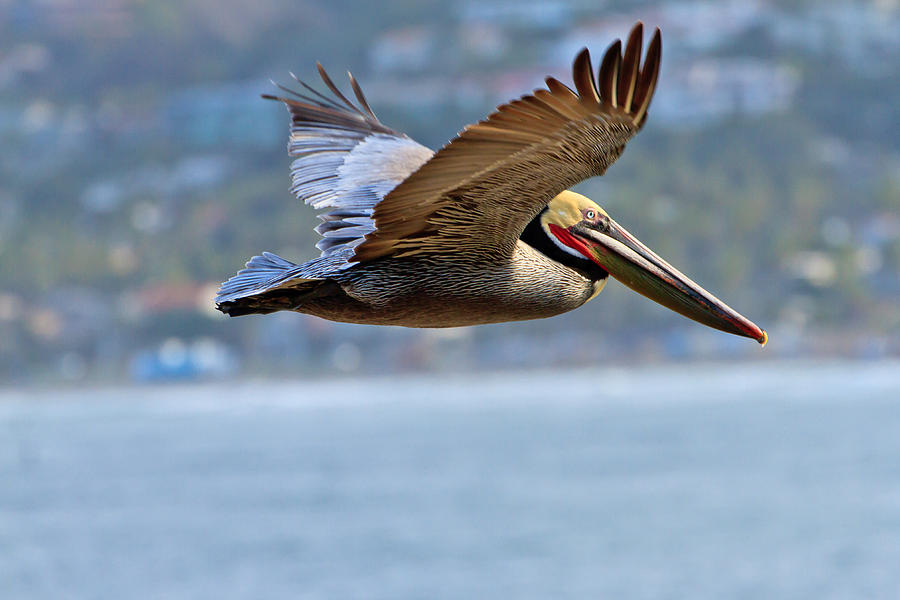 Brown Pelican in Flight Photograph by Ben Graham