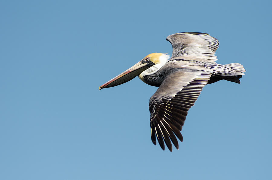 Brown Pelican In Flight Photograph by Gregg Southard