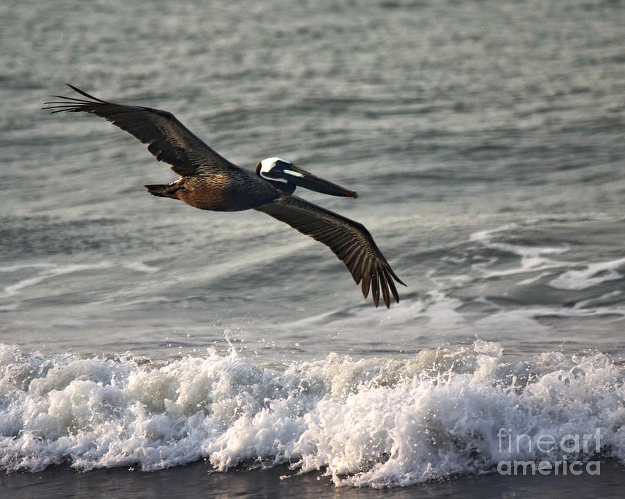 Brown Pelican in Flight Photograph by Jemmy Archer