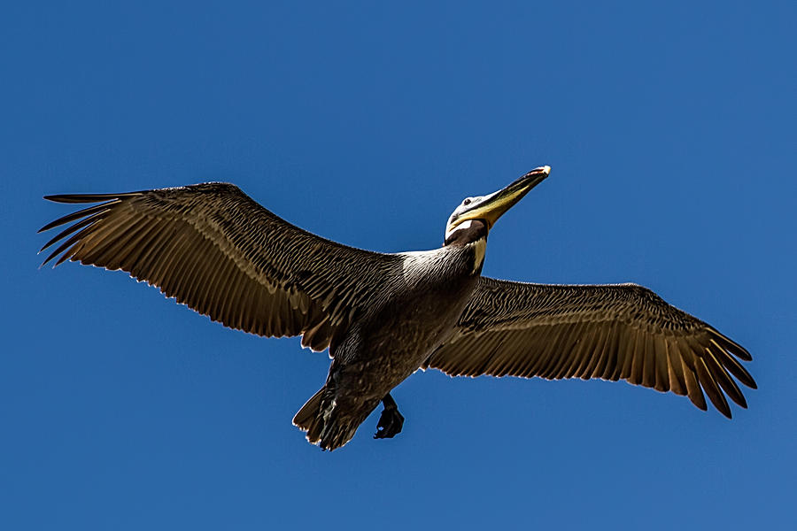 Brown Pelican in Flight Photograph by John Haldane