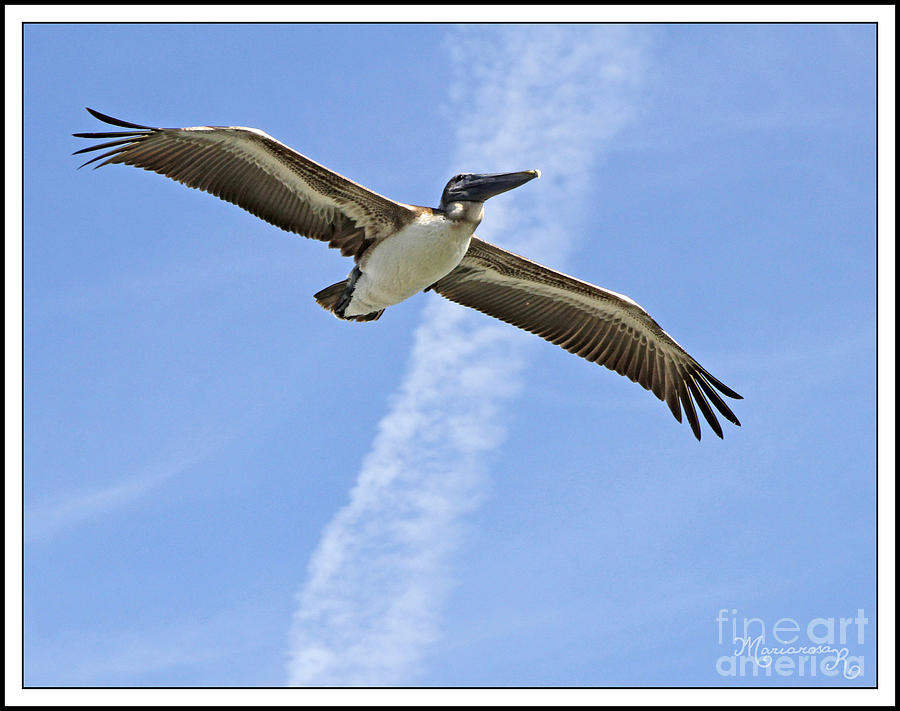 Brown Pelican in Flight Photograph by Mariarosa Rockefeller