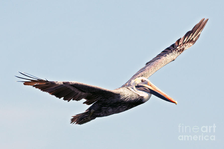 Brown Pelican in Flight Photograph by Natural Focal Point Photography