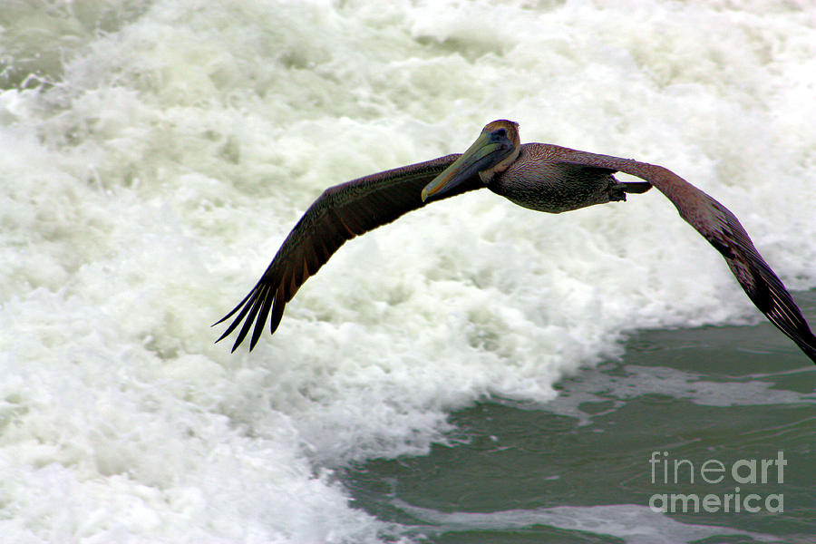 Bird Photograph - Brown Pelican in Flight by Nick Gustafson