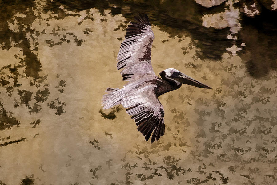Brown Pelican In Flight Digital Art by Photographic Art by Russel Ray Photos