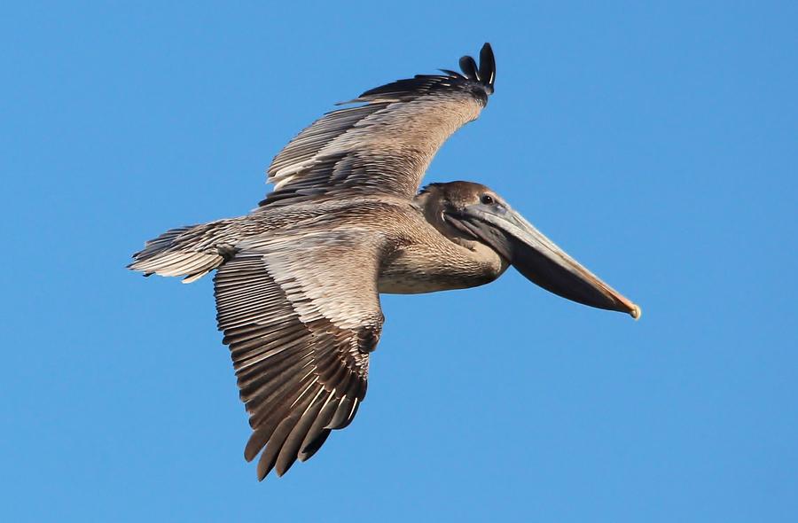 Brown Pelican in flight Photograph by Paulette Thomas - Fine Art America