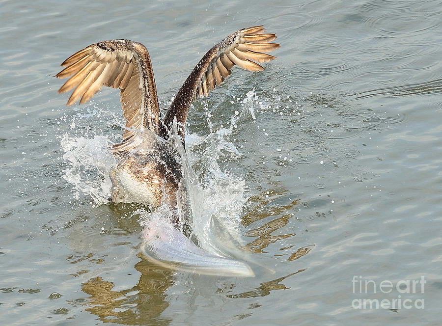Brown Pelican in Florida Waters Surges Under for Fish Photograph by Wayne Nielsen