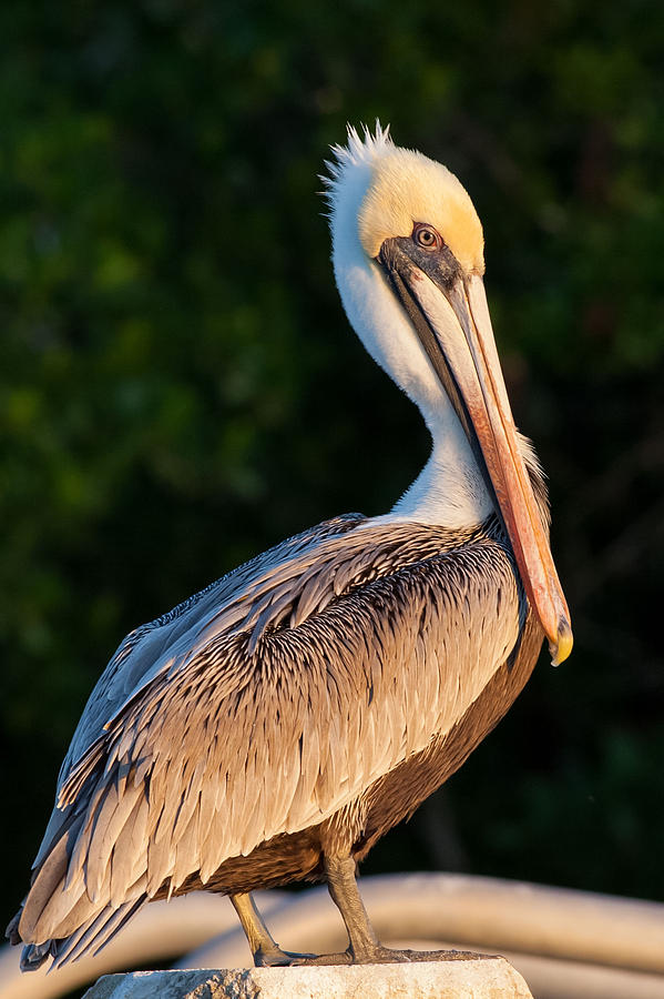 Brown Pelican in the Everglades Photograph by Natural Focal Point Photography