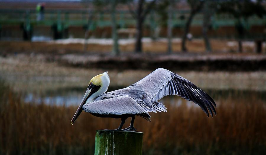 Pelican Photograph - Brown Pelican in the Marsh by Paulette Thomas