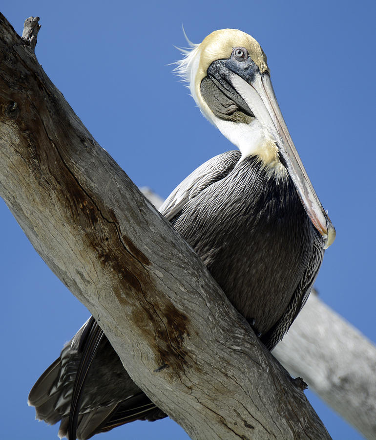 Brown Pelican in Thought Photograph by Bruce Gourley