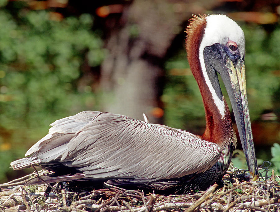 Brown Pelican Incubating Eggs Photograph by Millard H. Sharp