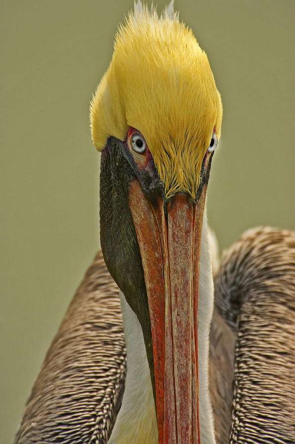 Brown Pelican Photograph by Jack Milchanowski