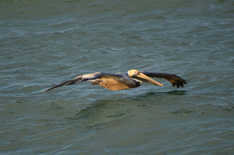 Brown Pelican Photograph by James Petersen