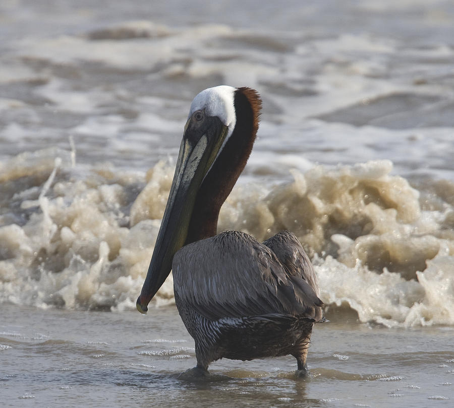 Brown Pelican Photograph by Jim E Johnson