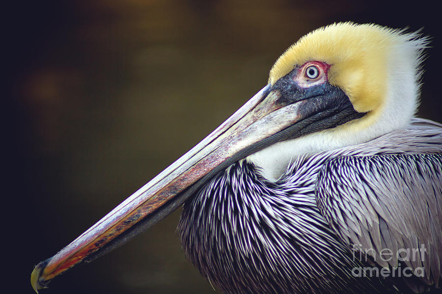 Wildlife Photograph - Brown Pelican by Joan McCool