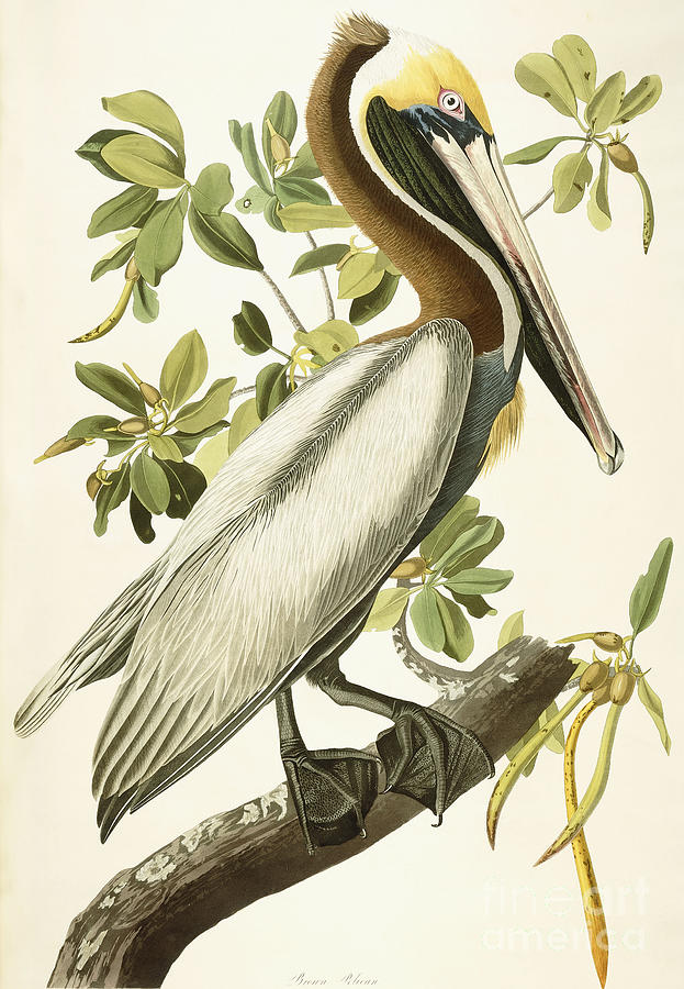 Brown Pelican Painting by John James Audubon