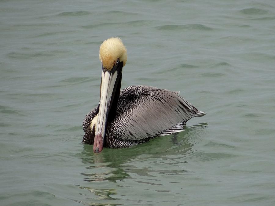 Brown Pelican Photograph by Keith Stokes