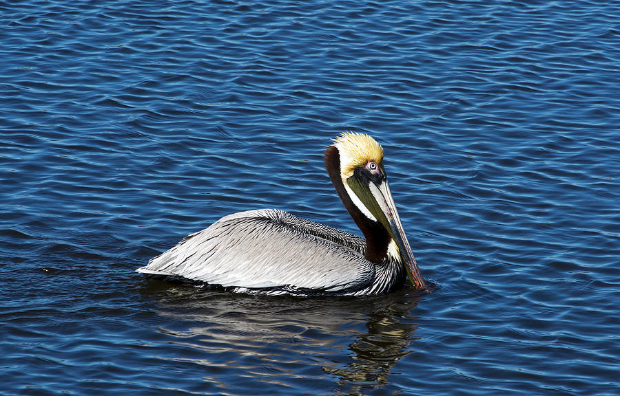 Brown Pelican Photograph by Kenneth Albin