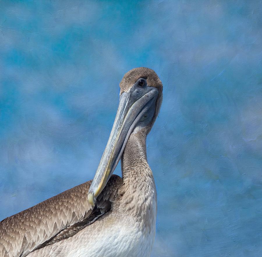 Pelican Photograph - Brown Pelican by Kim Hojnacki