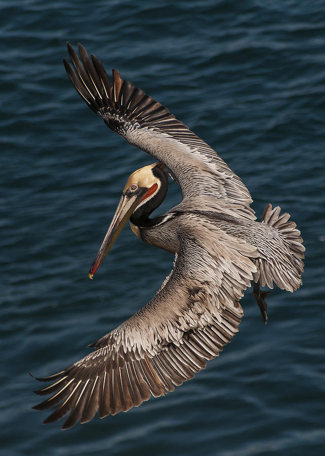 Wildlife Photograph - Brown Pelican Landing 2 by Lee Kirchhevel