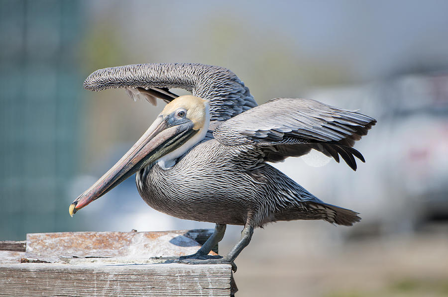 Pelican Photograph - Brown Pelican Landing by Bonnie Barry
