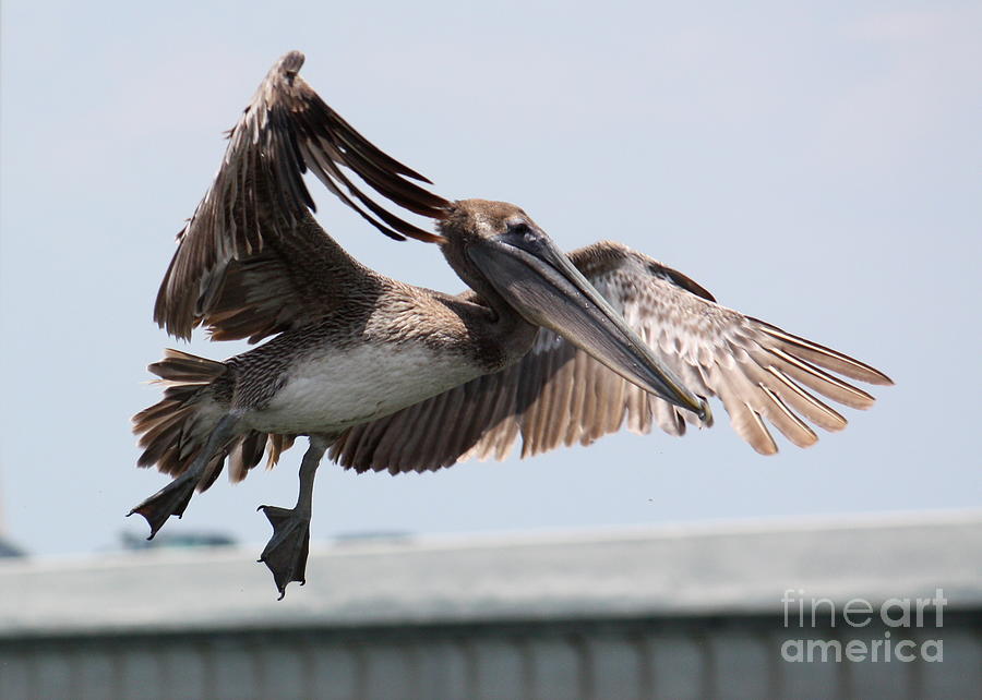 Brown Pelican Landing Photograph by Carol Groenen