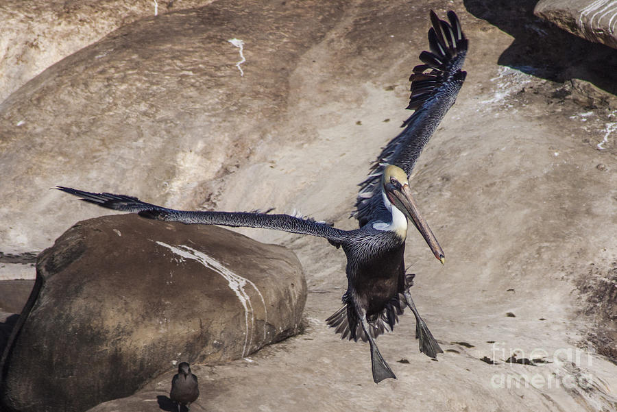 Pelican Photograph - Brown Pelican Landing by Darleen Stry