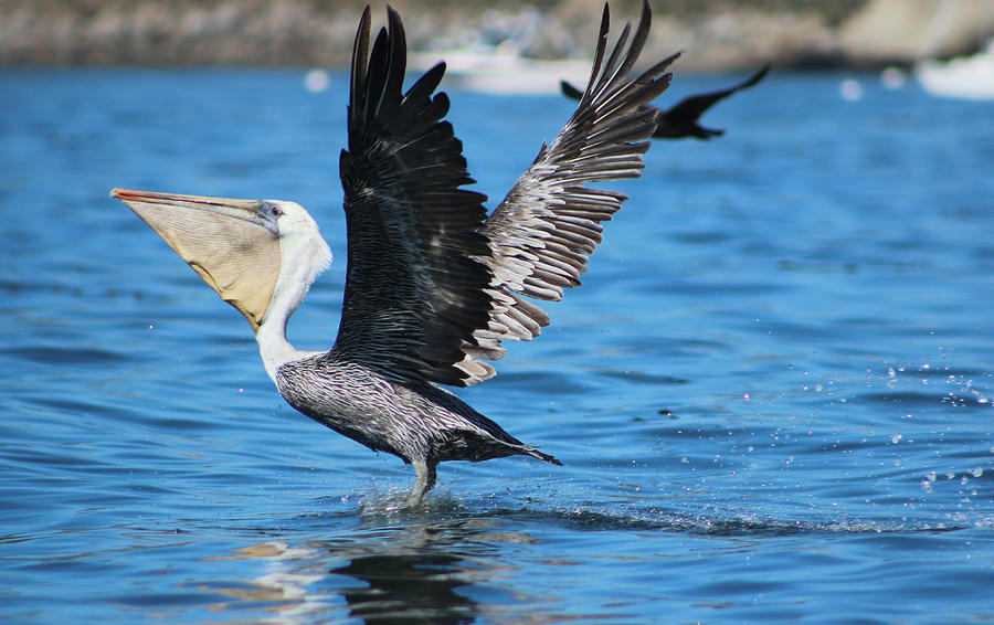 Brown Pelican Landing Photograph by Deana Glenz