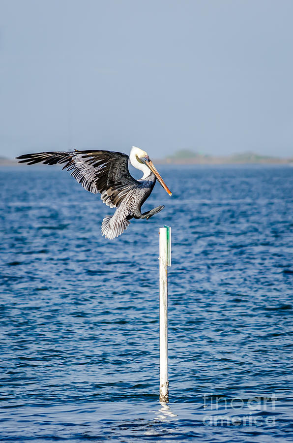 Brown Pelican Landing Photograph by Debra Martz