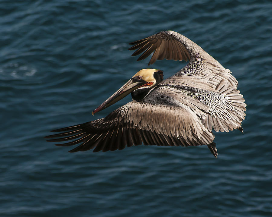 Brown Pelican Landing Photograph by Lee Kirchhevel