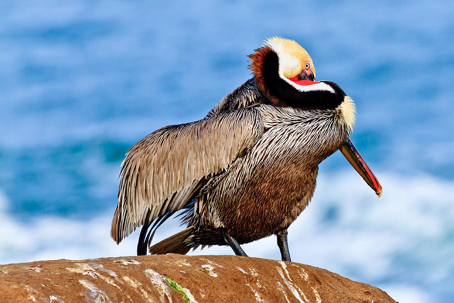 Brown Pelican - Mating Season Photograph by Ben Graham