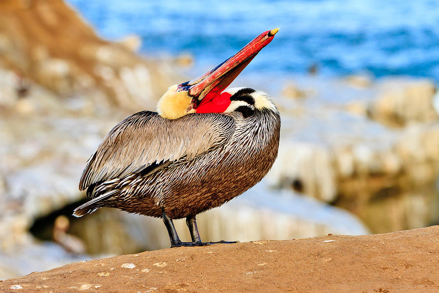 Brown Pelican Mating Season Display Photograph By Ben Graham - Pixels