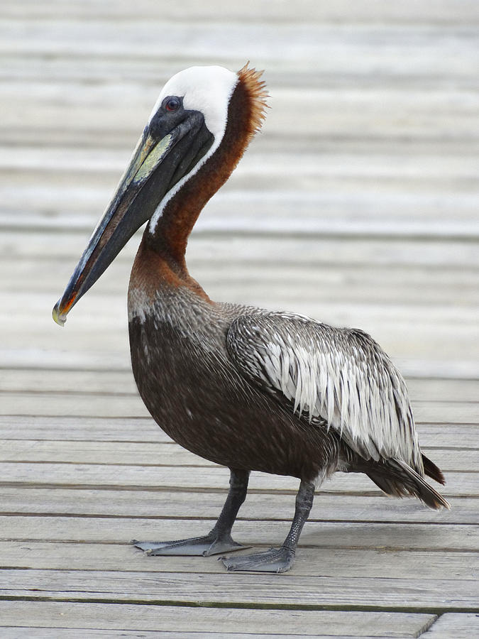 Brown Pelican Photograph by Mike McGlothlen