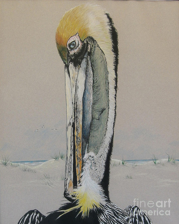 Nature Drawing - Brown Pelican  by Nancy  Parsons