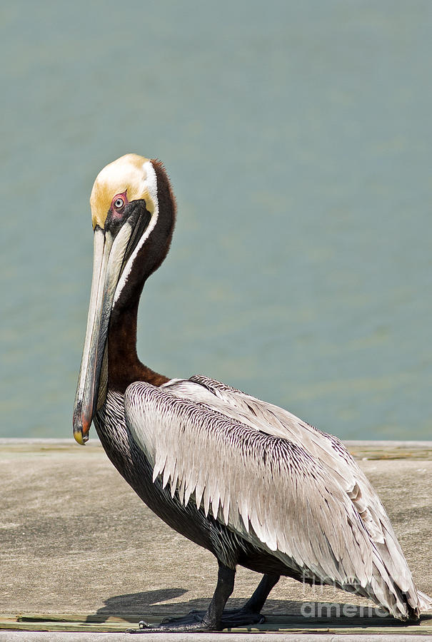 Brown Pelican Photograph by Natural Focal Point Photography